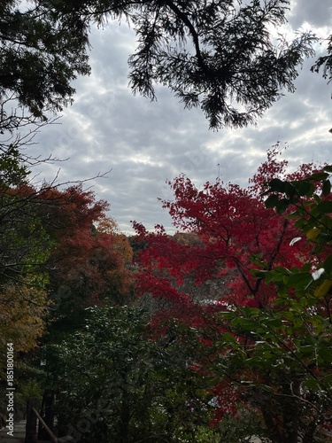 鎌倉の紅葉