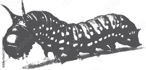 Caterpillar illustration showcasing detailed anatomy in black and white. Vector set with clear, isolated design for scientific purposes.