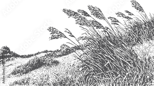 Illustration of wild grass field with tall wheat silhouettes in black and white. Simple vector artwork emphasizing nature's design.