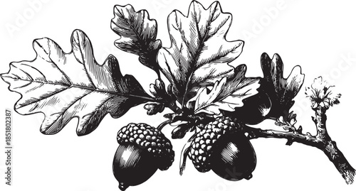 Oak leaf and acorns on a branch. Detailed black and white botanical vector illustration showcasing natural elements in a vintage style.