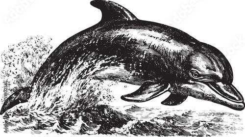 A dolphin jumps gracefully over the water in this black and white vector illustration. The design captures the beauty of marine life in a simple style.