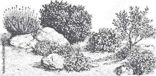 Detailed illustration of plants and bushes with rocks and greenery. This botanical artwork is presented in black and white vector format.