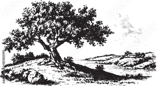 Tree on a hill with a person leaning against it. Black and white nature vector illustration features a serene landscape set.