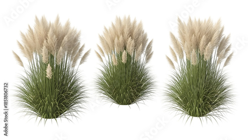 Three cattail plants isolated on transparent background