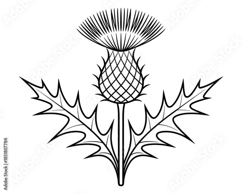 A stylized line drawing of a thistle plant with spiky leaves and flower.