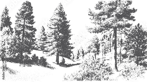 Trees in a black and white forest illustration. Detailed texture and silhouette create a tranquil outdoor scene in a vector format.