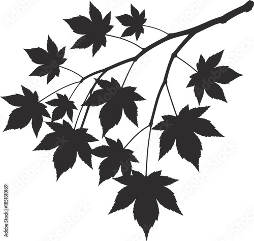 Silhouette of a Maple Tree Branch with Multiple Leaves vector illustration