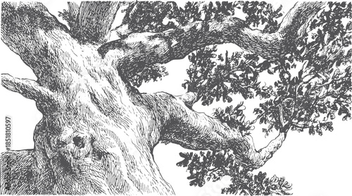 Tree branch with detailed leaves in black and white. Vector illustration showcasing the texture and natural design of the subject.