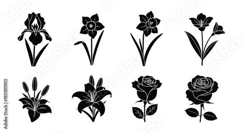 Black and white silhouette illustration of daffodil flowers in various stages