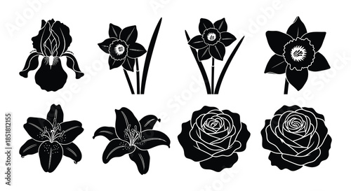 Black and white silhouette illustration of daffodil flowers in various stages