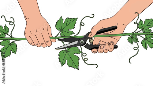 Hands cutting grape vine with pruning shears in garden setting - Concept of Trifon Zarezan  