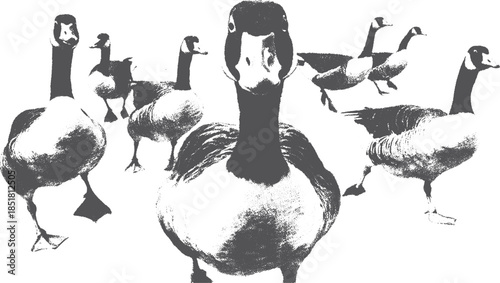 Stylized vector illustration of a group of geese. Black and white artwork features textured birds, suitable for various design applications.