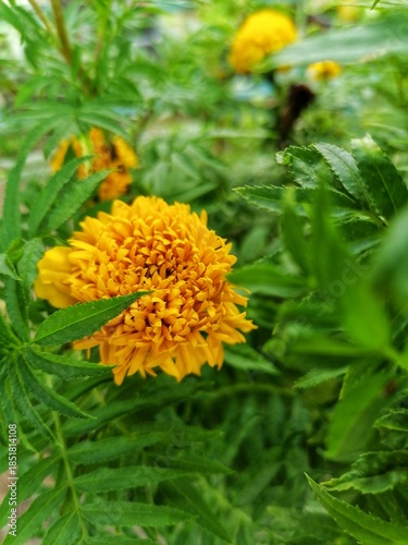 yellow dandelion flower