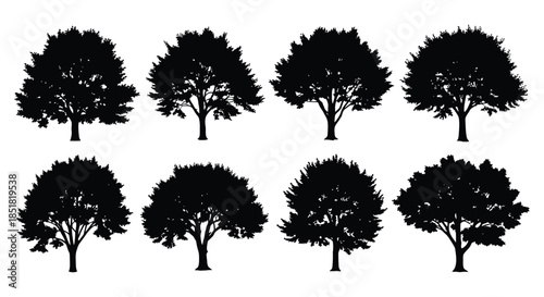 Silhouettes of various deciduous oak trees