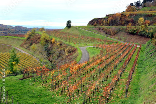 Herbstlandschaft bei Vogtsburg am Kaiserstuhl