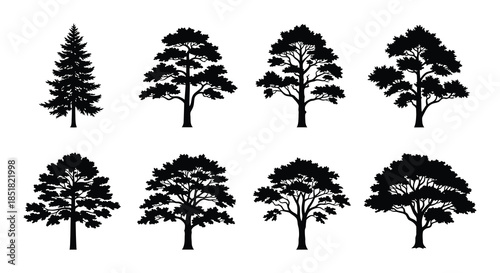 Silhouettes of various evergreen and deciduous trees against a white background