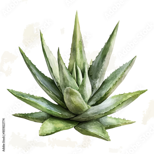 A vectorized, Hand-painted style, vector set available in EPS An Elegant watercolor painting design collection_Watercolor_style_painting_of_a_aloe_ferox_on_a_white