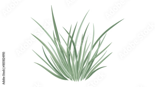 Lush Green Grass Clump Vector Illustration Isolated on White Background
