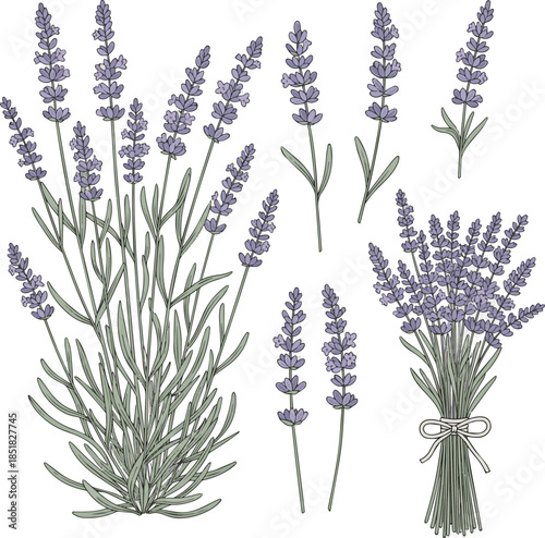 Create a Set of lavender plant vector art with white background..