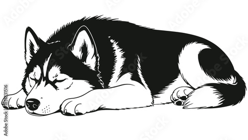 Sleeping husky dog in black and white