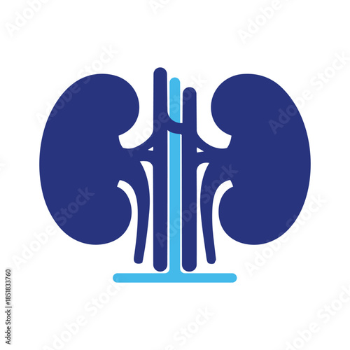 Human kidneys organ anatomy vector illustration for urology concept