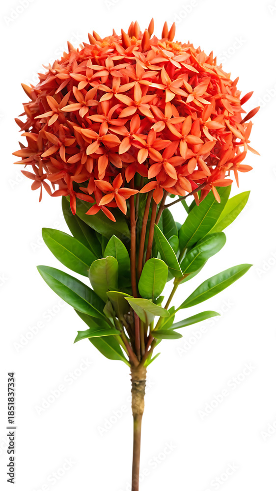 Fototapeta premium Vibrant orange ixora flower bloom