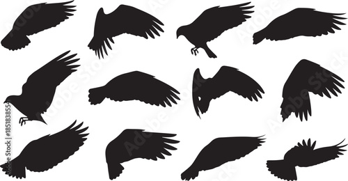 Eagle wing position silhouettes set