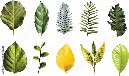 collection of leaves