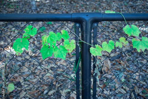 柵に絡まる蔦