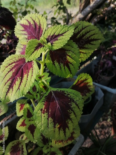 red and green leaves