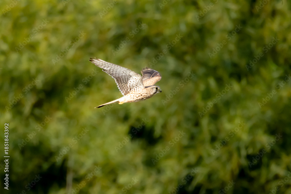 Fototapeta premium Common Kestrel (Falco tinnunculus) Flying Against Lush Green Vegetation in Limassol