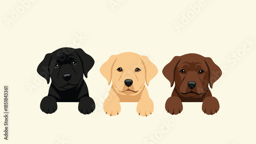Trio of adorable Labrador Retriever puppies in black yellow and chocolate colors peeking over an edge on a cream background for dog lovers.