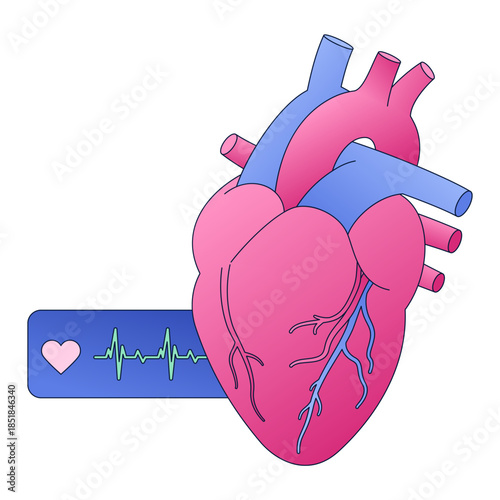 Anatomical heart and pulse