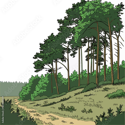Forest boundary with dense trees on a grassy hill