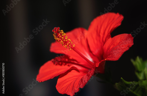 Tableau sur toile Red hibiscus flower on a dark background, close-up