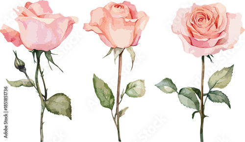 Vector illustration of a single beautiful pink rose blossom with a green stem and leaf isolated on a white background for a romantic Valentine nature gift