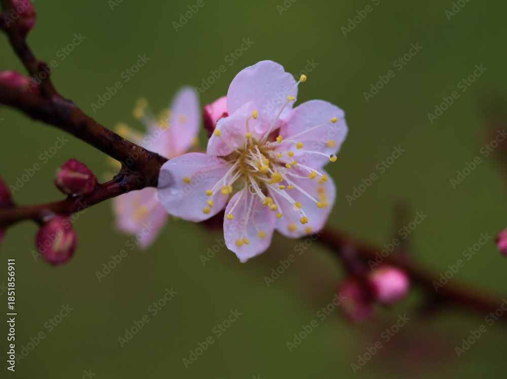 Obraz premium 雨の降る12月に咲いた梅の花「紅冬至（コウトウジ）」