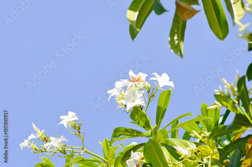 Cerbera Odollam Gaertn or Apocynaceae, flower and sky