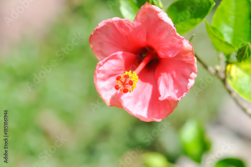 Chinese rose or Hibiscus or Hibiscus rosa sinensis or Hibisceae or Malvaceae , pink hibiscus flower