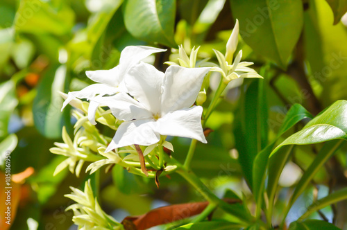 Cerbera Odollam Gaertn or Apocynaceae, white flower