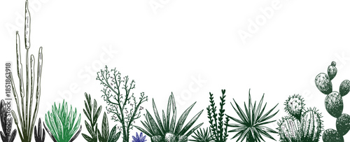 Black and white desert plants illustration with cactus and agave, minimalist botanical line art background for wall decor design