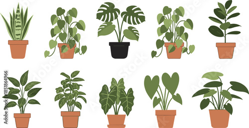 Collection of potted houseplant illustrations featuring popular indoor plants including monstera, snake plant, philodendron, and leafy greenery for home decor and botanical vector design projects.