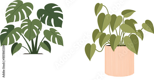 Minimal indoor plant illustration featuring monstera and heartleaf philodendron with lush green foliage, perfect for modern botanical decor, home interior design, and vector graphic projects.