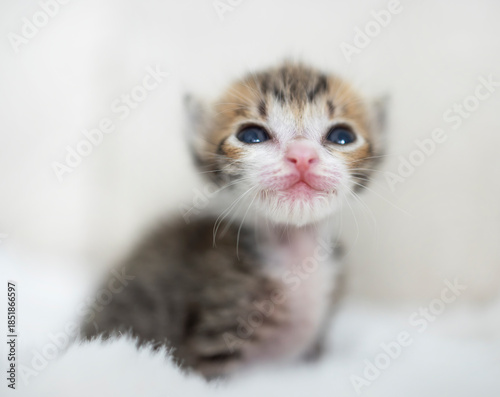 Closeup of  smiling Tiny cute baby kitten