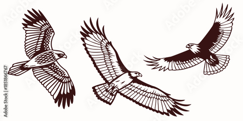 Collection of three stylized brown hawk and eagle bird silhouettes flying against a white background