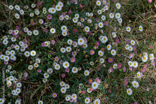 Small colorfull daisies in a meadow in Reunion Island