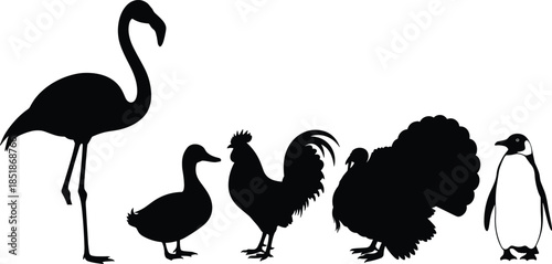 Set of black bird silhouettes featuring a flamingo duck rooster turkey and penguin for wildlife nature education and ornithology concepts