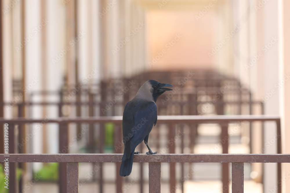 Obraz premium crow on the fence