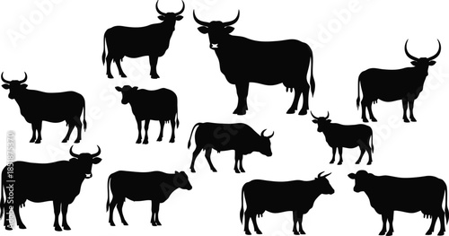 A herd of bulls and cows in various poses