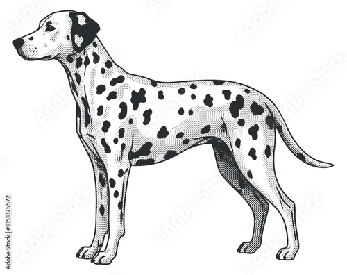 A Dalmatian dog standing in a detailed black and white outline vector style, suitable for pet-related designs